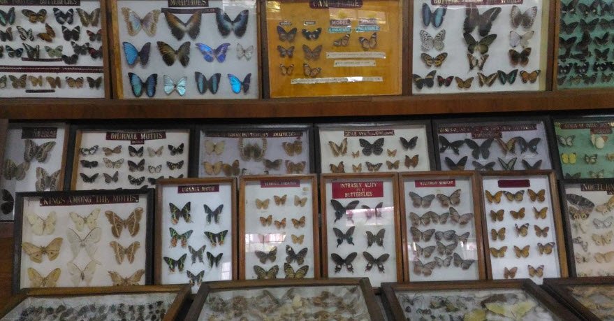 Wankhar Entomology Museum, East Khasi Hills, Meghalaya - Vushii.com